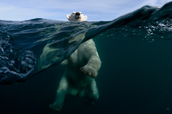 (C) Joe Bunni France / Wildlife Photographer of the Year 2011